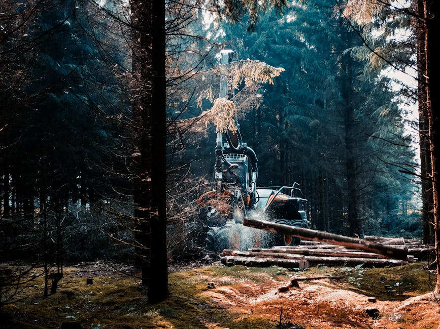 A heavy-duty forestry machine with a hydraulic arm and claw attachment is actively engaged in felling a tall coniferous tree in a dense forest, surrounded by other trees and undergrowth. The machine, positioned on a cleared ground area with visible logs and sawdust, is lifting and gripping the tree trunk as sawdust and wood chips are being expelled from the cutting site. The scene is illuminated by natural daylight filtering through the canopy, casting a mix of light and shadow across the forest floor. Colliers Wood Movers are not visible in this image, but the setting reflects the type of heavy equipment and logistical operations involved in large-scale tree removal or site clearing services, which can relate to site preparation for home relocation or building projects. This image emphasizes the use of specialised machinery in forestry or construction-related activities, aligning with the technical aspects of removals and transport planning in moving services.
