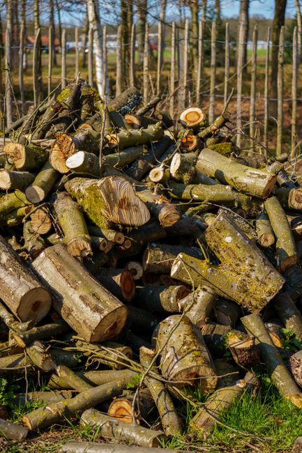 A heavy-duty forestry machine with a hydraulic arm and claw attachment is actively engaged in felling a tall coniferous tree in a dense forest, surrounded by other trees and undergrowth. The machine, positioned on a cleared ground area with visible logs and sawdust, is lifting and gripping the tree trunk as sawdust and wood chips are being expelled from the cutting site. The scene is illuminated by natural daylight filtering through the canopy, casting a mix of light and shadow across the forest floor. Colliers Wood Movers are not visible in this image, but the setting reflects the type of heavy equipment and logistical operations involved in large-scale tree removal or site clearing services, which can relate to site preparation for home relocation or building projects. This image emphasizes the use of specialised machinery in forestry or construction-related activities, aligning with the technical aspects of removals and transport planning in moving services.